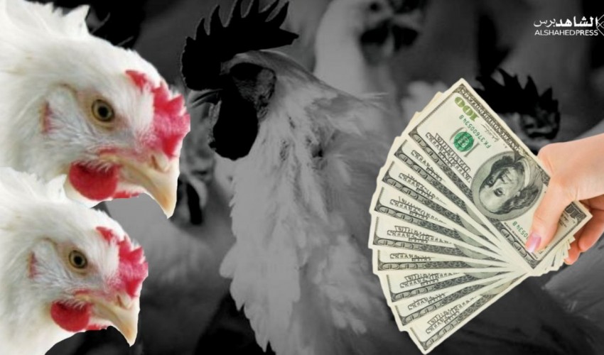 انهيار مستمر للريال اليمني أمام العملات الأجنبية في صنعاء وعدن وخبراء اقتصاد يكشفون سبب إرتفاع سعر الدجاج في اليمن